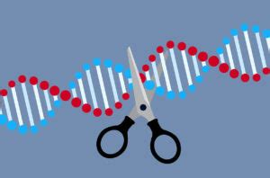 Neue Art Der CRISPR Genschere Entdeckt Wissenschaft De