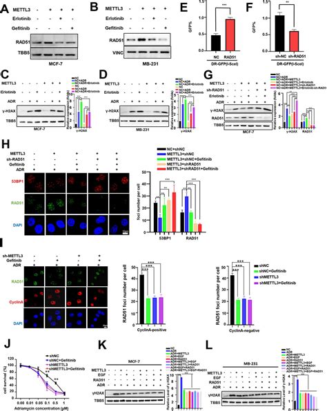 Figures And Data In Mettl3 Promotes Homologous Recombination Repair And Modulates