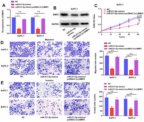 MicroRNA 211 5p Inhibits Cancer Cell Proliferation And Migration In