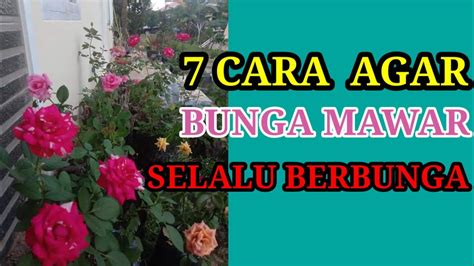 Konsep 72 Cara Merawat Tanaman Bunga Mawar Agar Tidak Layu