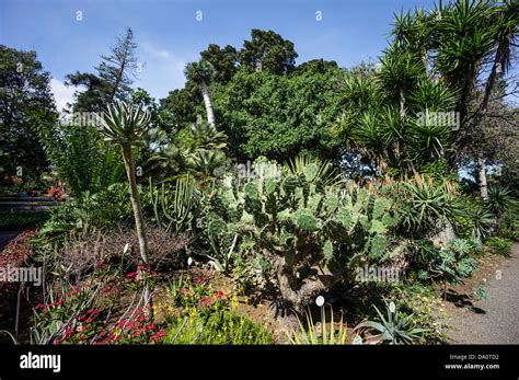 Botanischen Garten In Puerto De La Cruz Teneriffa Stockfotografie Alamy