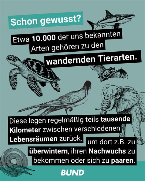 Viele Wandernde Tierarten Vom Aussterben Bedroht Fische Besonders