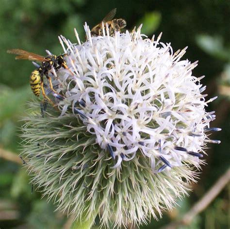 Druesenlose Kugeldistel Echinops Exaltatus Eisenkaute B Flickr