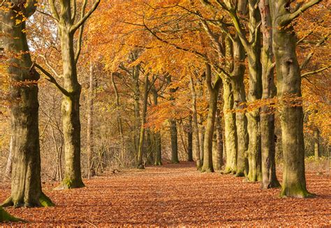 Tips Voor Het Fotograferen Van De Herfst Vink Academy