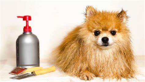 The Best Dog Conditioner Brands for Shiny and Tangle-Free Coat