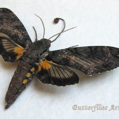 Largest Sphinx Moth Cocytius Antaeus RARE Museum Quality Entomology ...