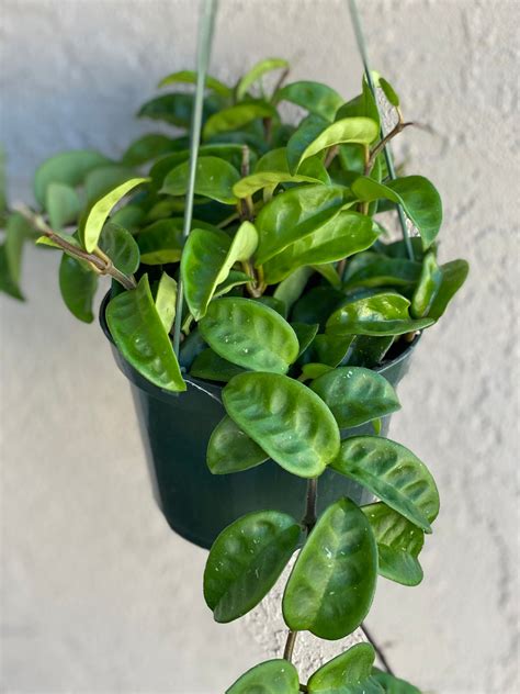 Hoya Carnosa Ripple Krinkle 8 In Succulent Love