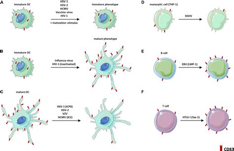 Frontiers The Cd Molecule An Important Immune Checkpoint