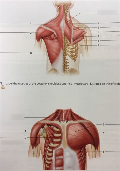 Muscle Lab 21 Figures 21 1 And 21 2 Muscles Of Posterior Shoulder And