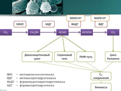 Метаболизм микроорганизмов - презентация онлайн