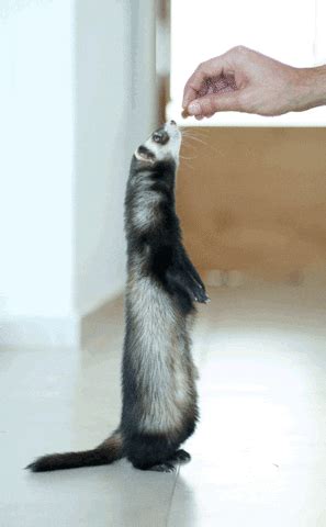 Ferret GIF - Find & Share on GIPHY