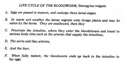 Life Cycle of the Bloodworm