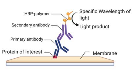 Nc Dna Day Technique Tuesday Western Blot