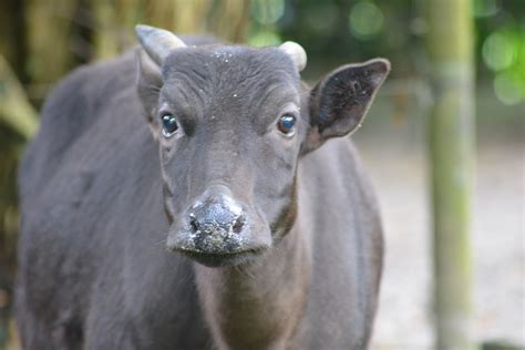 Anoa Dwarf Buffalo Bubalus Depressicornis