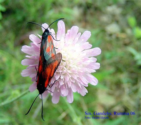 Zygaena Osterodensis Insecta Lepidoptera Zygaenidae