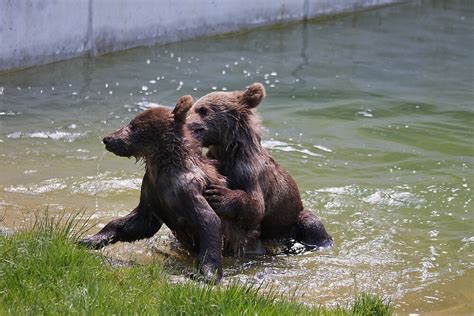 "New Bear park Bern, Switzerland" by eveline | Redbubble