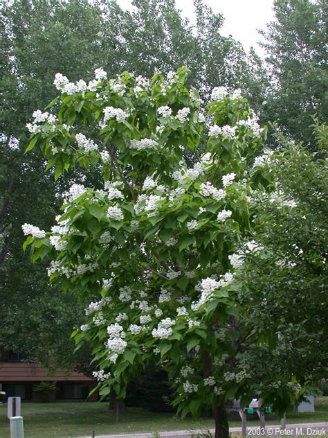 Catalpa Speciosa Northern Catalpa Minnesota Wildflowers