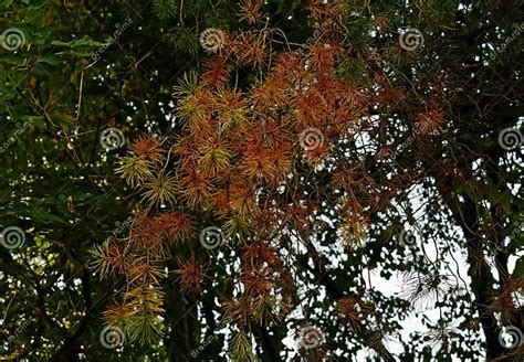 Needles On Dying Pine Tree In Michigan Stock Photo Image Of Plant