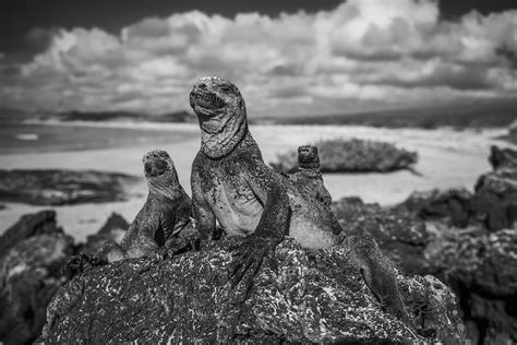 Baby Godzillas Marine Iguanas Of The Galapagos Islands Christian