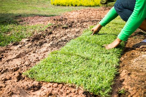 Premium Sod Installation Ryno Lawn Care LLC