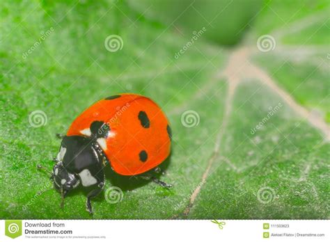 Ladybug close up macro stock image. Image of nature - 111503623