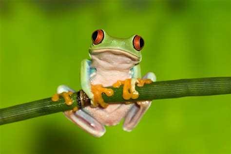 Red-Eyed Tree Frog Facts - Nocturnal Animals