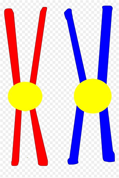 File Chromosome Pair Svg - Chromosome Pair, HD Png Download - vhv