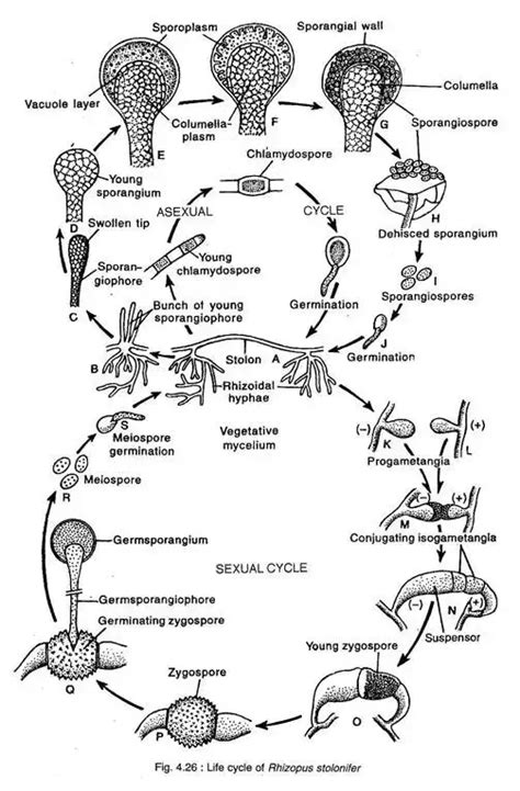 Rhizopus Stolonifer Life Cycle Habitat Nutrition Disease