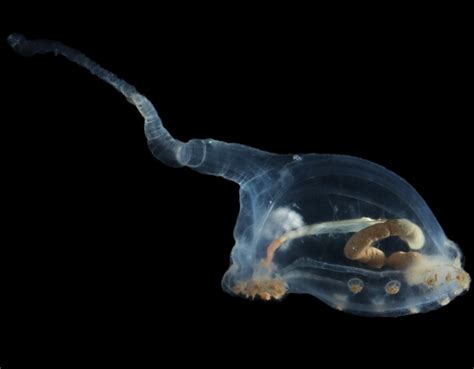 Alien-Looking Species Seen For First Time Ever in Ocean's Darkest ...