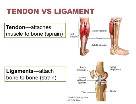 Leg Tendons And Ligaments Diagram