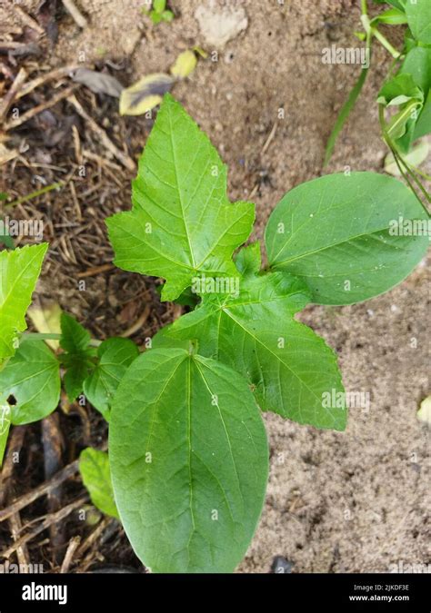 Un Rbol Peque O Ricino Joven Las Semillas Son Venenosas Si El Tronco