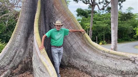 In The Garden With Dewey The Kapok Tree Ceiba Pentandra Youtube