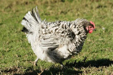 The Polish Frizzle Chicken A Guide To The Fun Chicken Breed