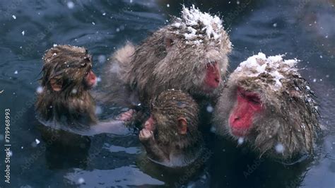 Snow Monkeys Bathing In A Hot Spring In Japan In Winter Wildlife In