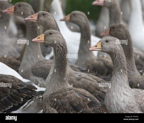 Domestic Geese American Buff Breed Stock Photo Alamy