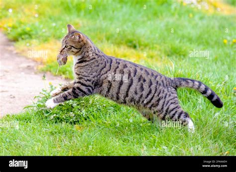 A Close Up Profile Image Of A Female Tabby Cat Carrying A Dead Mouse In