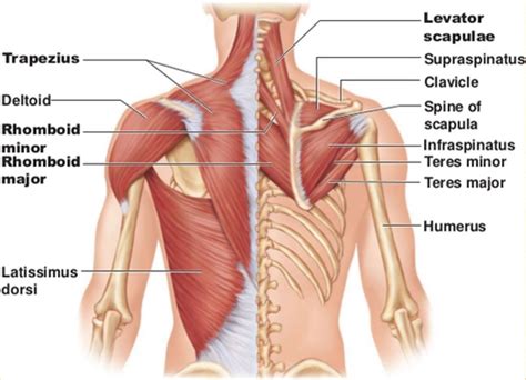 How To Fix Your Shoulder By Treating Your Upper Back — Laguna ...