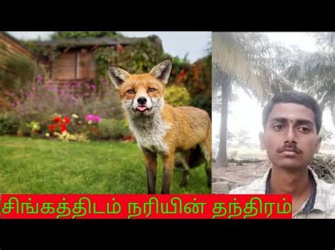 Lion Story Explained Tamil Madan Gowri Mg Youtube