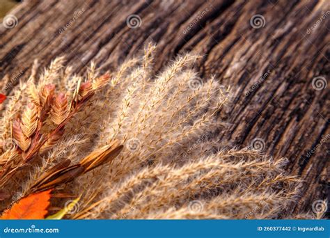 Composition Of Dried Miscanthus Inflorescences A Bunch Of Dry