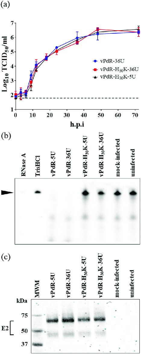 Kinetics Of Replication And Rnase Activity Of The Different Mutant