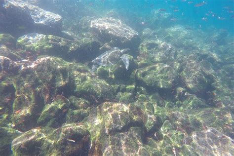 Isabela Island Snorkeling Tour Meet Endemic Species At Tuneles Cabo