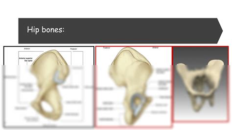 SOLUTION Bony Pelvis And Pelvic Viscera Studypool