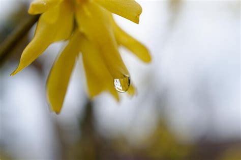 Una Gota De Agua Sobre Una Flor Amarilla Foto Premium