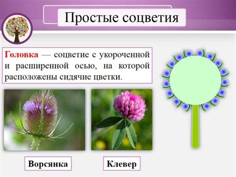Многообразие соцветий. Простые и сложные соцветия - презентация онлайн