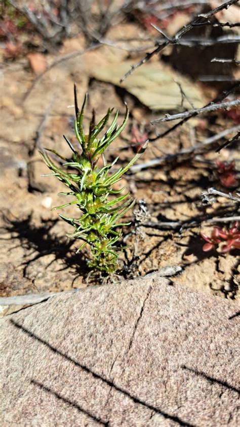 Ifloga Glomerata From Breede River Dc South Africa On August