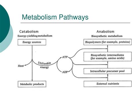 Ppt Microbial Metabolism Powerpoint Presentation Free Download Id