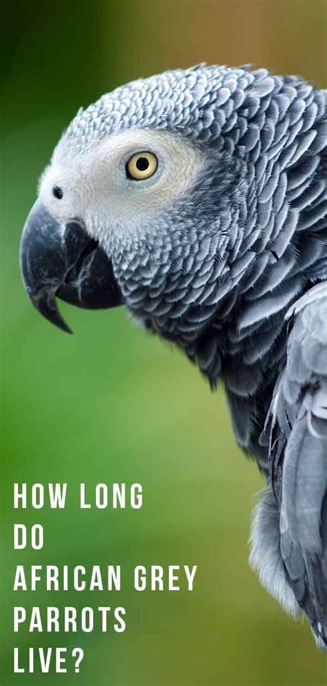 African Grey Parrot Lifespan - How Long Do Parrots Live? | African grey ...