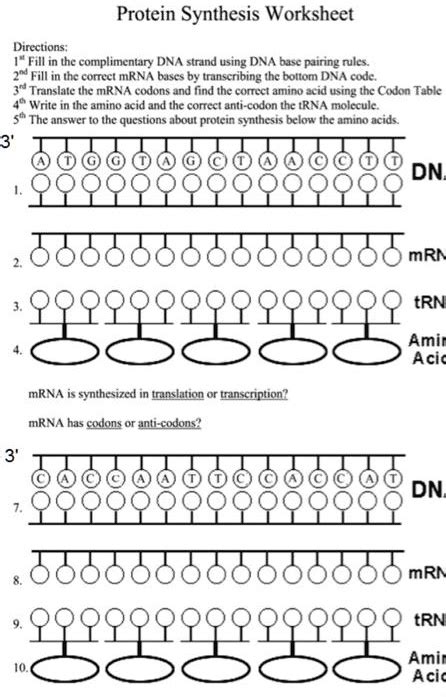 Directions Protein Synthesis Worksheet St Fill In The Complimentary