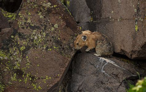 American Pika — Deirdre Denali Photography