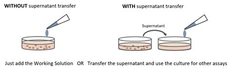 Cytotoxicity Assay Cytotoxicity Ldh Assay Kit Wst Dojindo